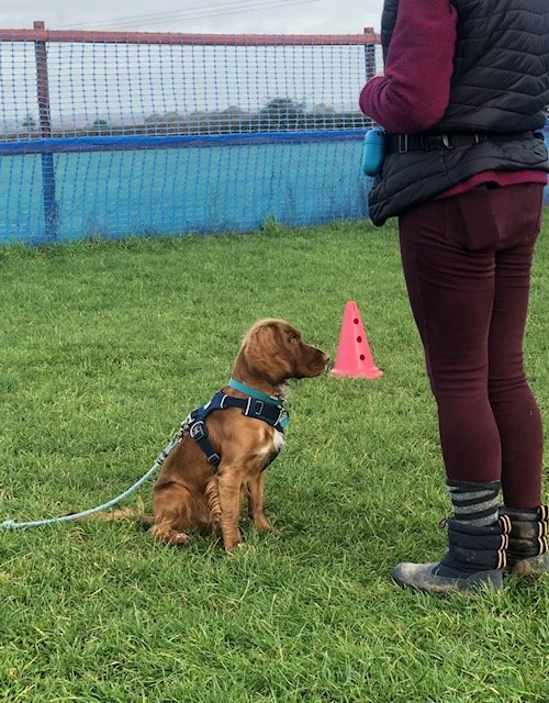 Lakeside Dog Training - Photo 2