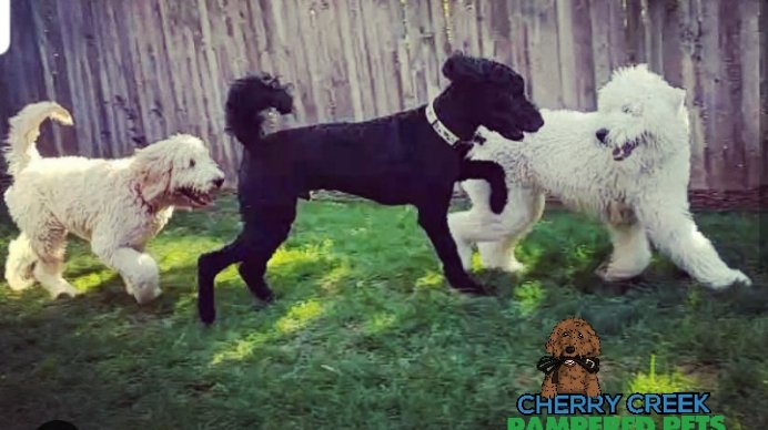 The Doodle Pro™ - Photo 2