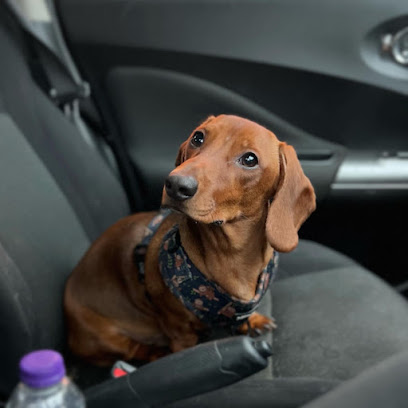 The Boujee Dog House