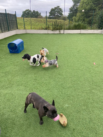 Playful Precious Paws