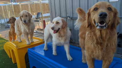The Divine Canine - Pet Shop in Louisville