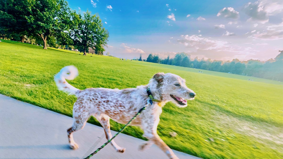 Den Fur Babes - Photo 2