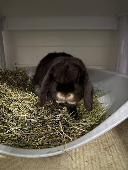 Garden Lodge Bunny Retreat (Altrincham)