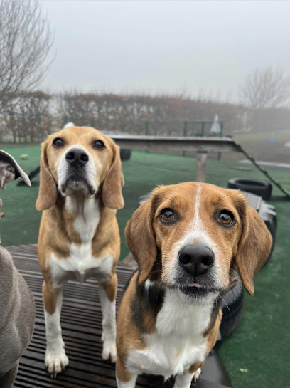 Four Acres Doggy Day Care