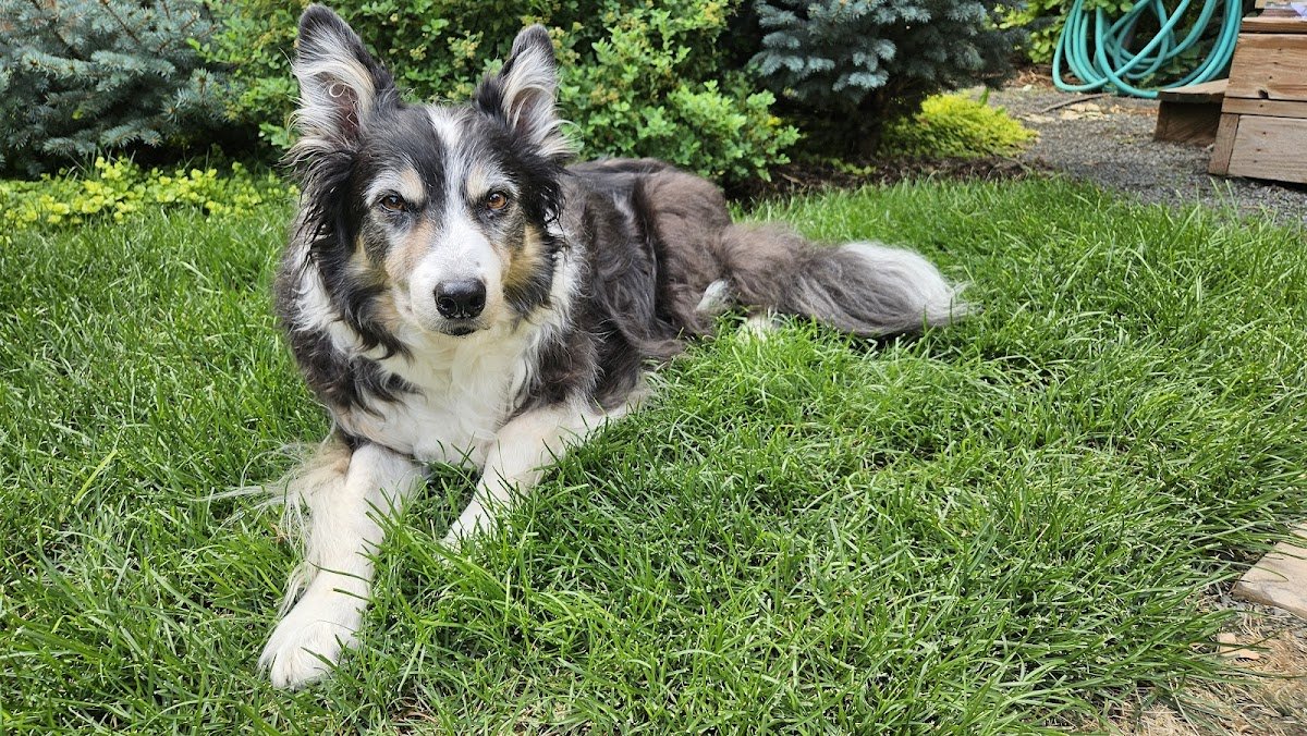 Denver Pet Pals - Photo 2