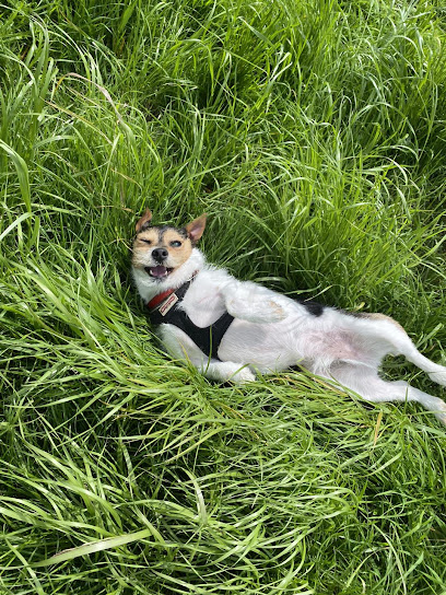 Adventure Walkies Bolton Dog Walking