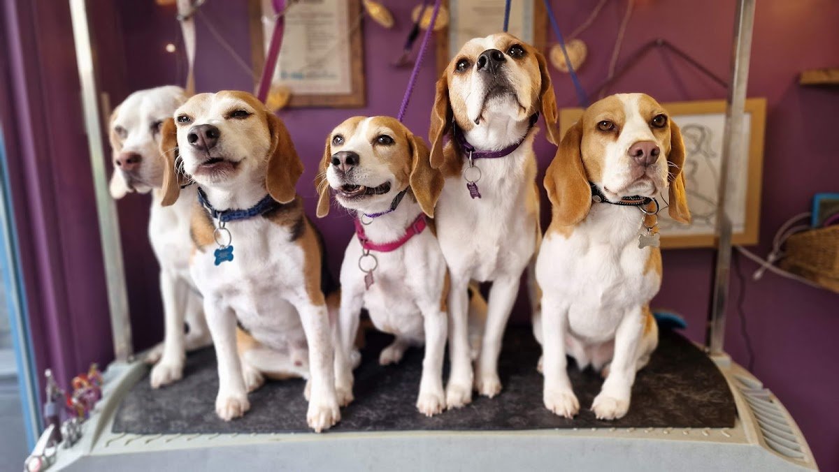 Dogs shed at Doggie Digs! - Photo 2