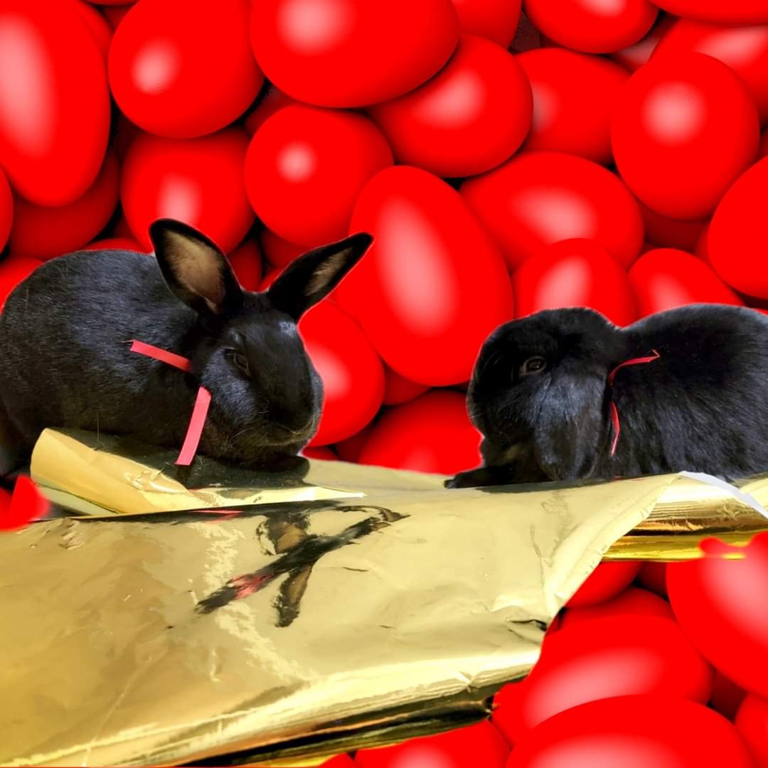 The Bunny Basement - Photo 2