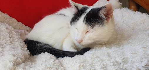 Julie The Cat Sitter