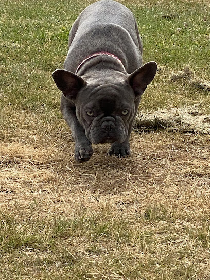 Dogs Go Walkies - Pet Shop in Bolton