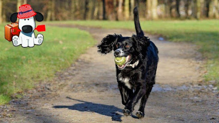 Digs for Dogs – Dog Walking & Pet Services - Harwood, Breightmet & Little Lever - Pet Shop in Manchester