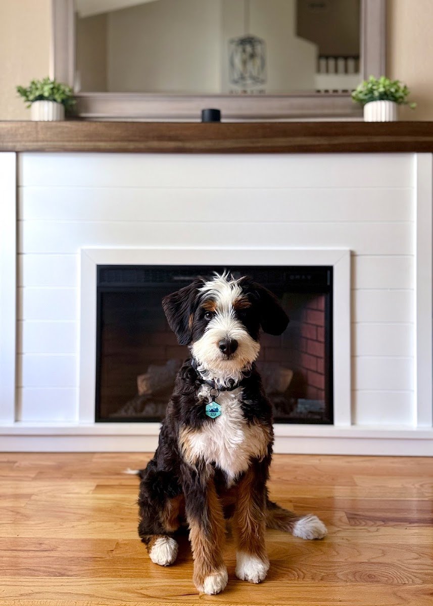 Le Chic Chienne - Photo 2