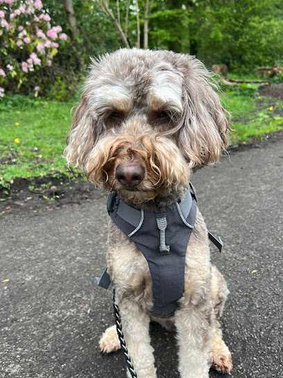 The Cockapoo Crew Dog Walker ©️Heaton Moor