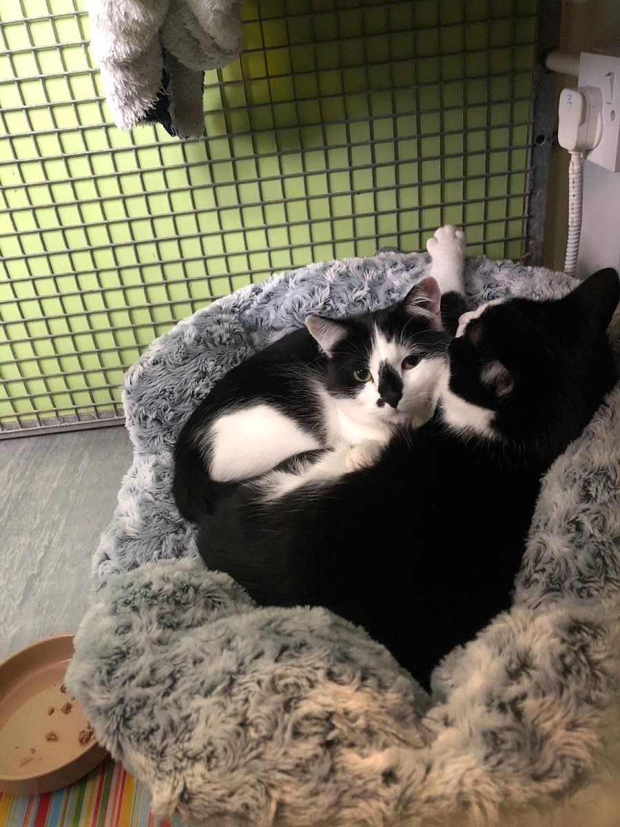 Lodge Boarding Cattery - Photo 2