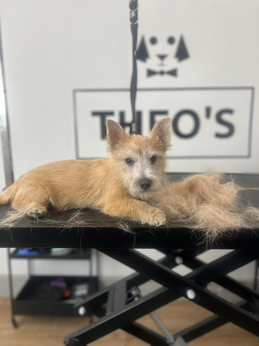 THEO'S - Photo 2