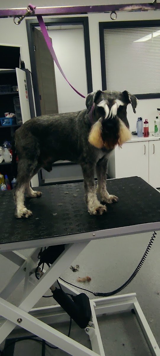 Waggers 2 Swaggers Dog Grooming - Photo 2