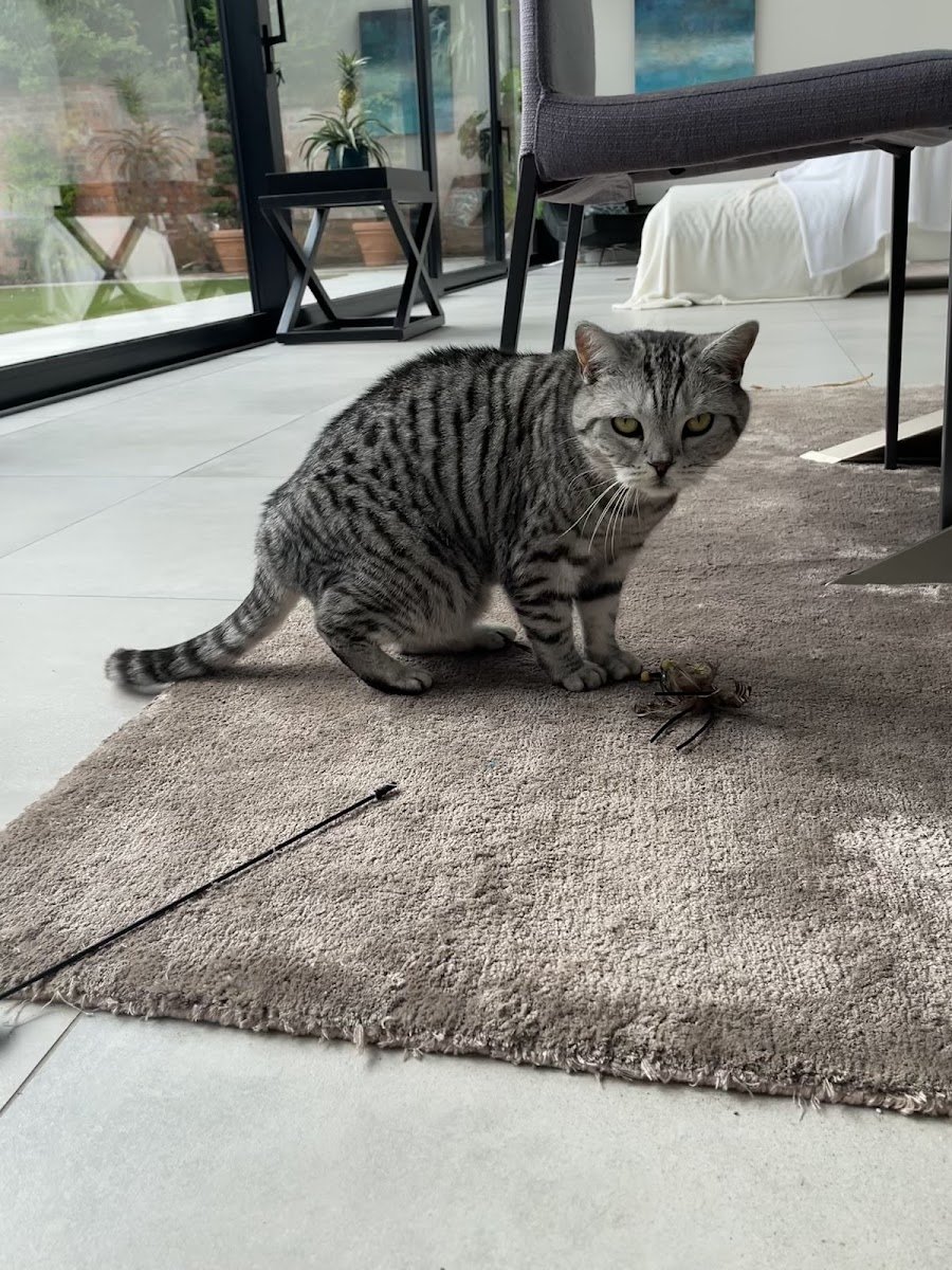 Animal Sitting - Photo 2