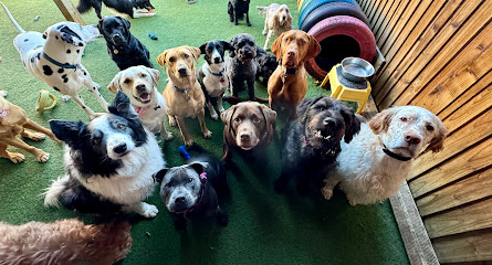 Doggy Daycare Trafford Park