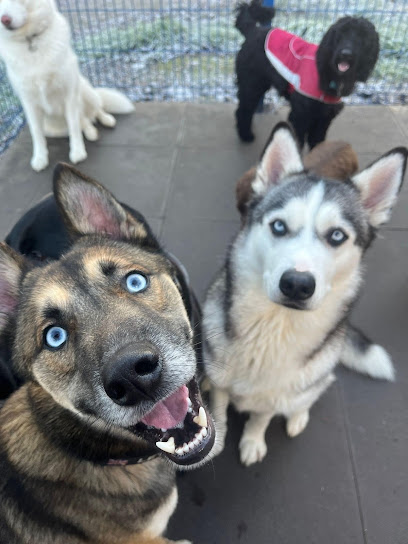 Pooches Play House Doggy Day Care Centre & Grooming salon