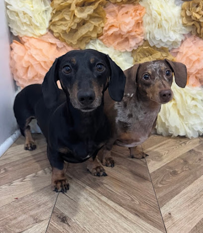 Demi & Dogs - Pet Shop in Bolton