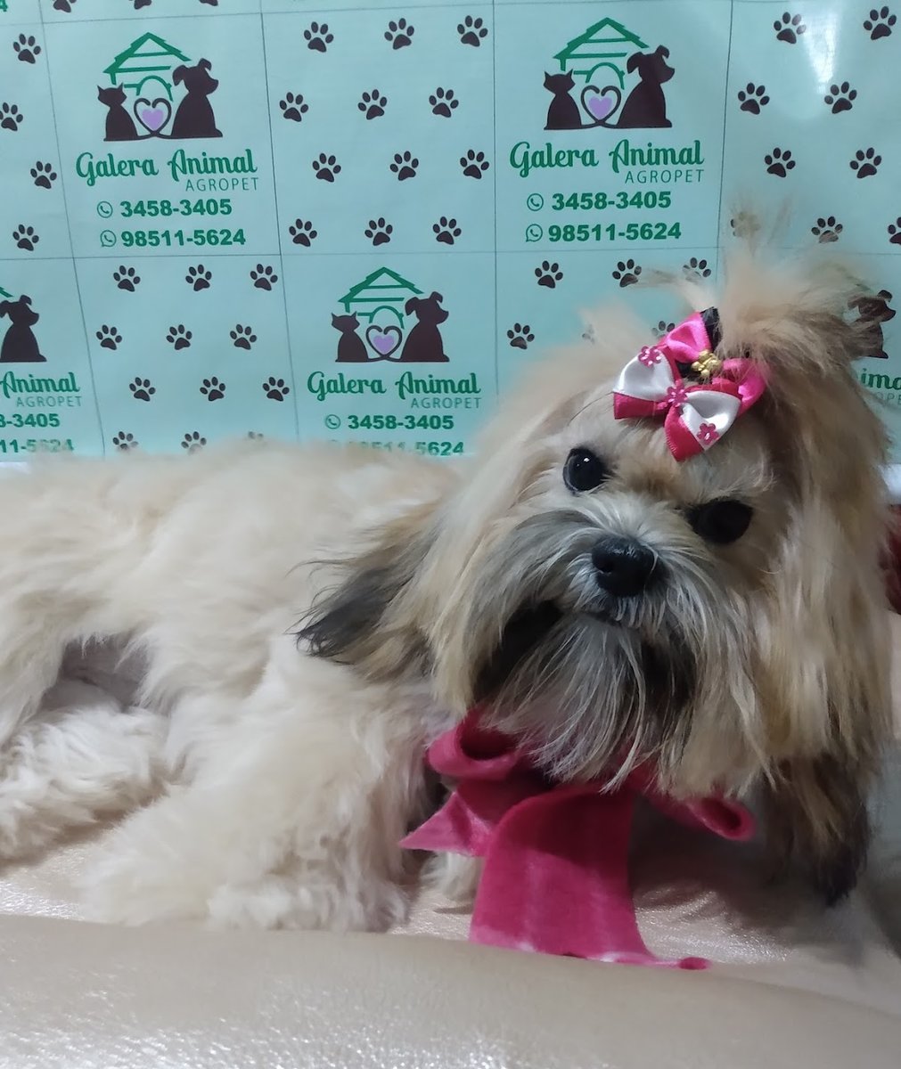 Petshop Galera Animal - Pet Shop em Esteio
