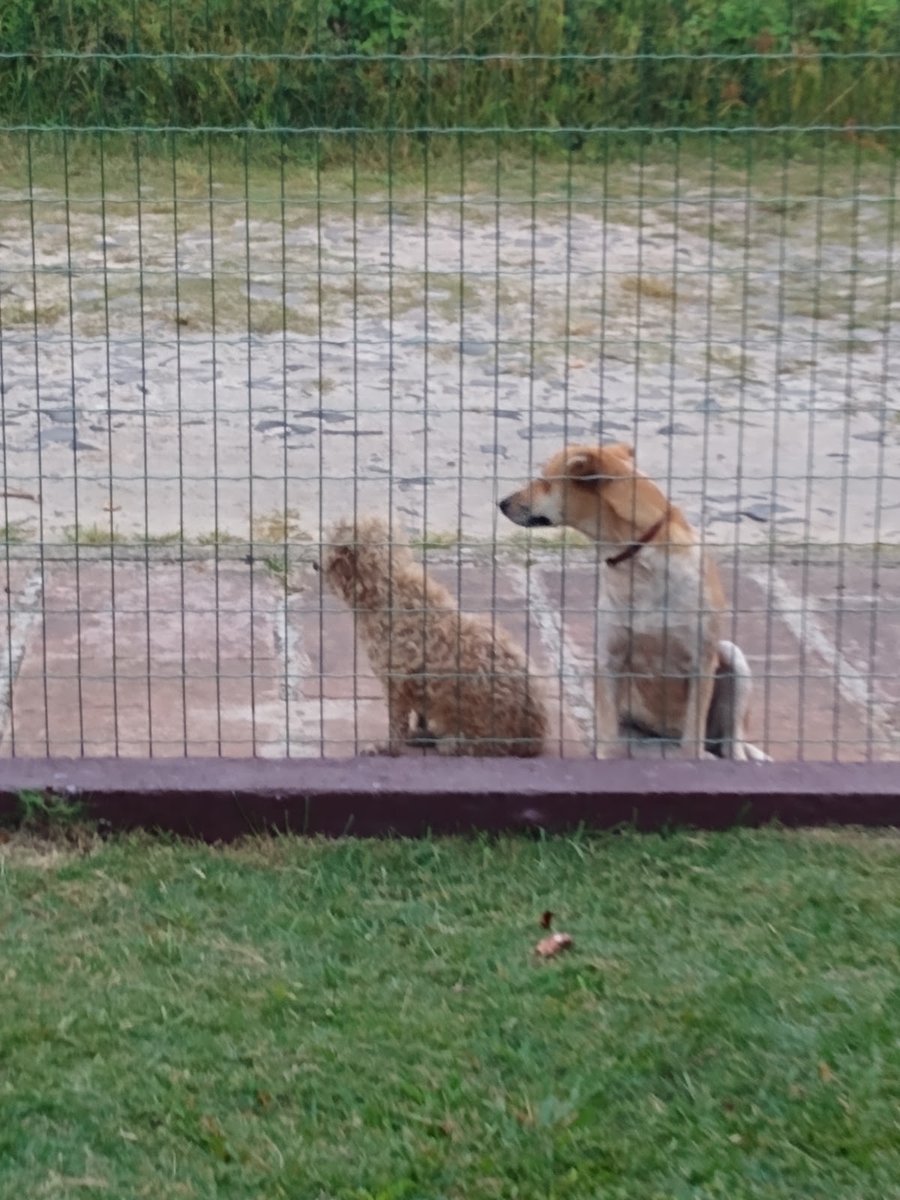 Multibichos Clínica Veterinária - Pet Shop em São Leopoldo