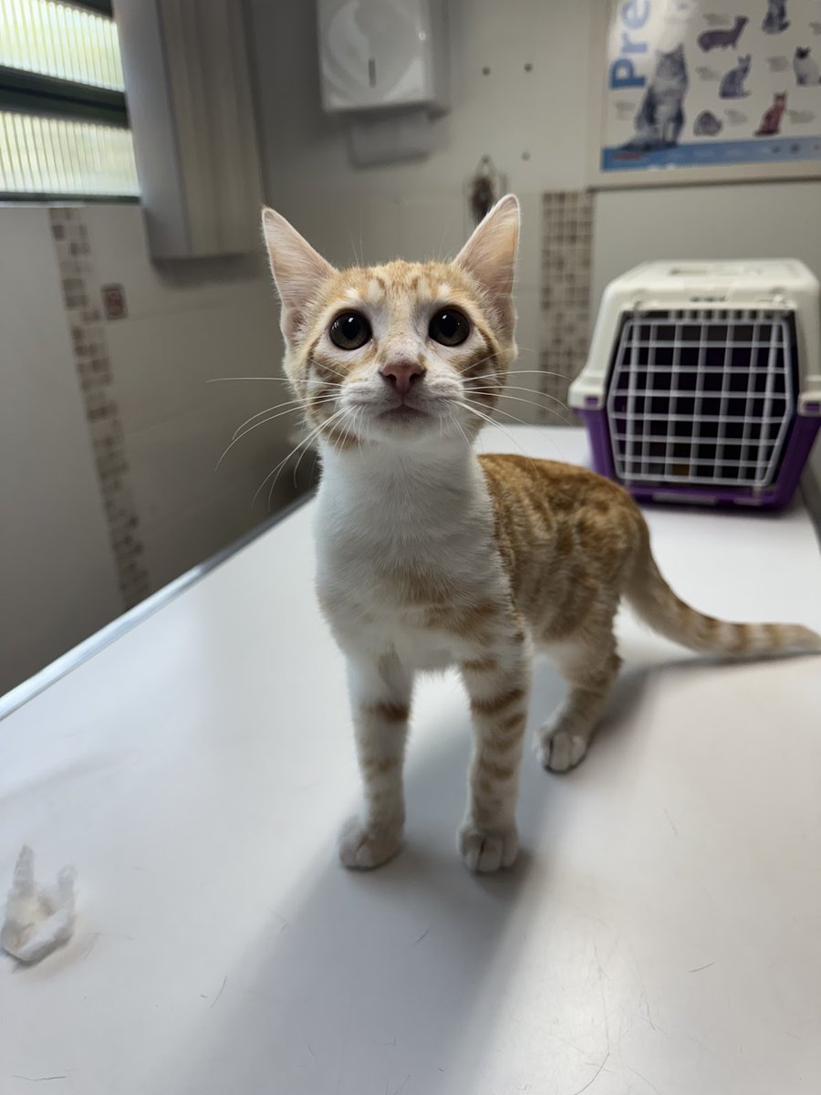 Veterinary Clinic Noah's Ark