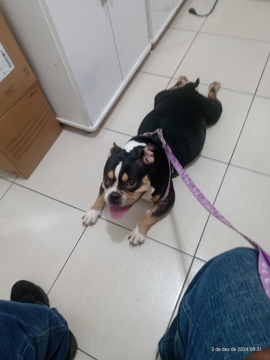 Basile Cl[inica Veterinária - Pet Shop em São Leopoldo