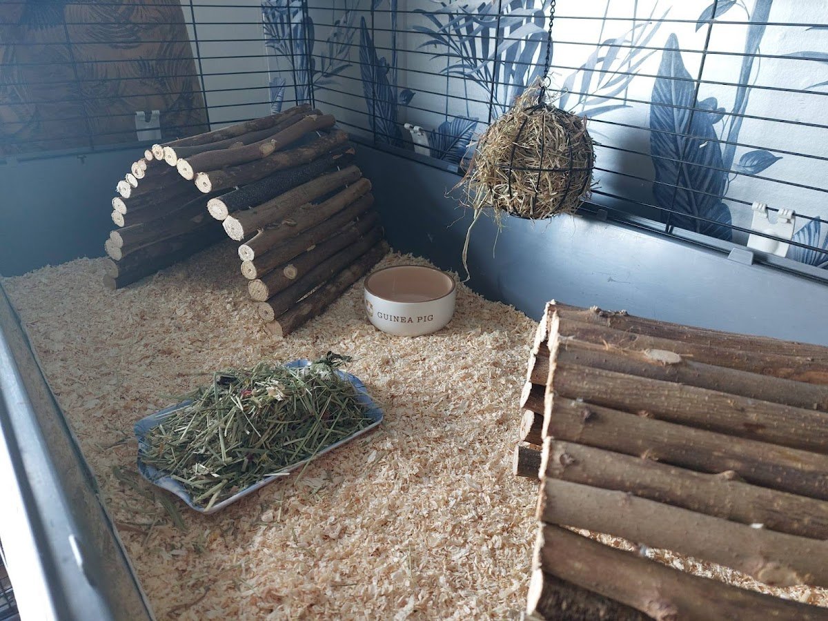 Maple Tree Pet Boarding - Photo 2