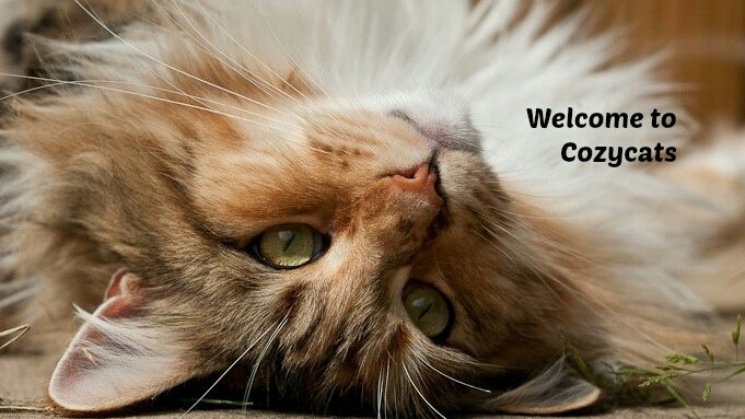 Cozycats Cattery - Photo 2