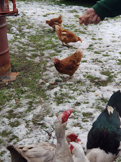 Snuggles Cattery and Kennels