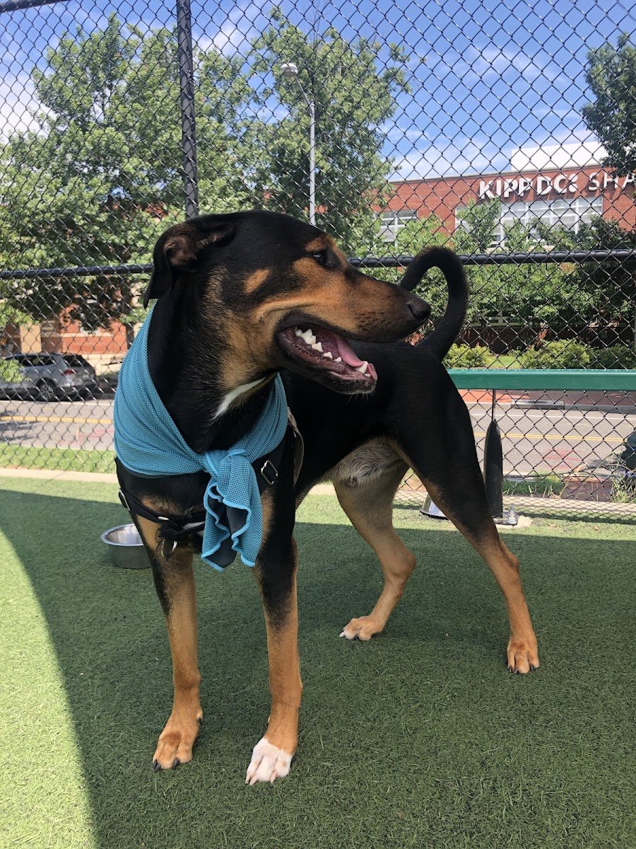 Eureka Dog Training - Photo 2