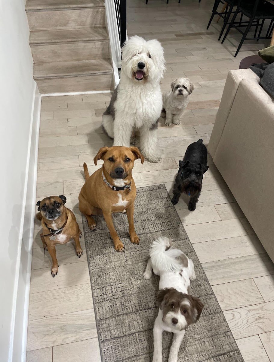 Aunt G. Dog Sitting - Photo 2