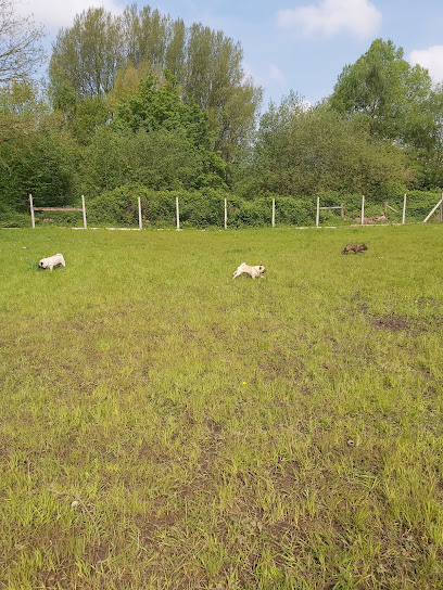 Society for Abandoned Animals