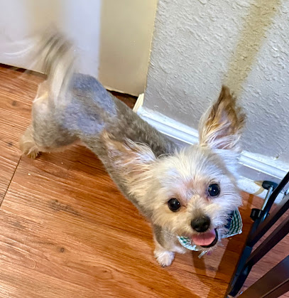 Honey Pets | Maryland | Pet Groomer