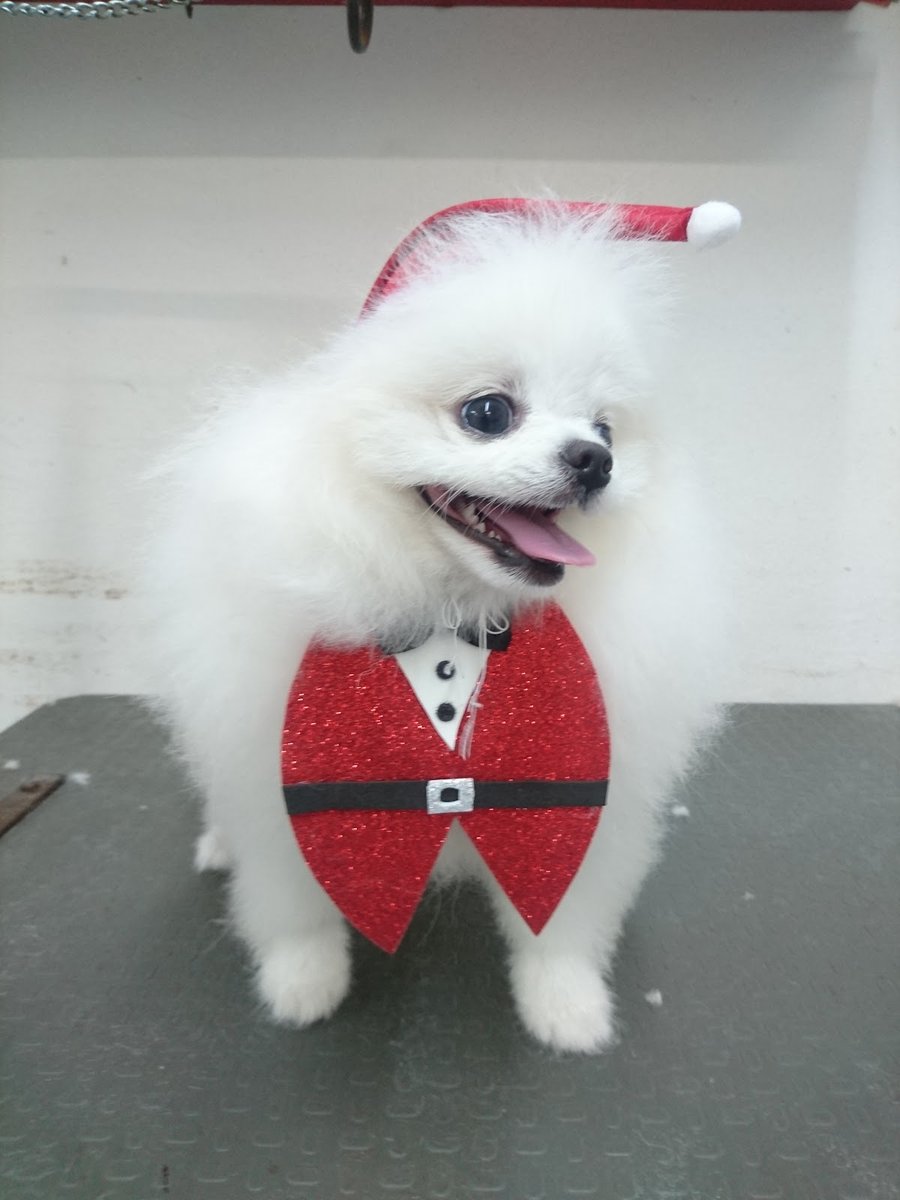 Los Tiquitos Pet Shop