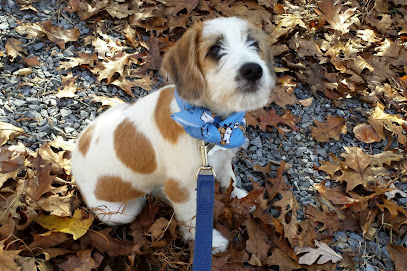 Bark Busters Home Dog Training - Virginia Beltway