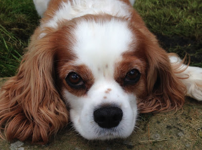 Woof & Ready Dog Grooming - Pet Shop in Bolton