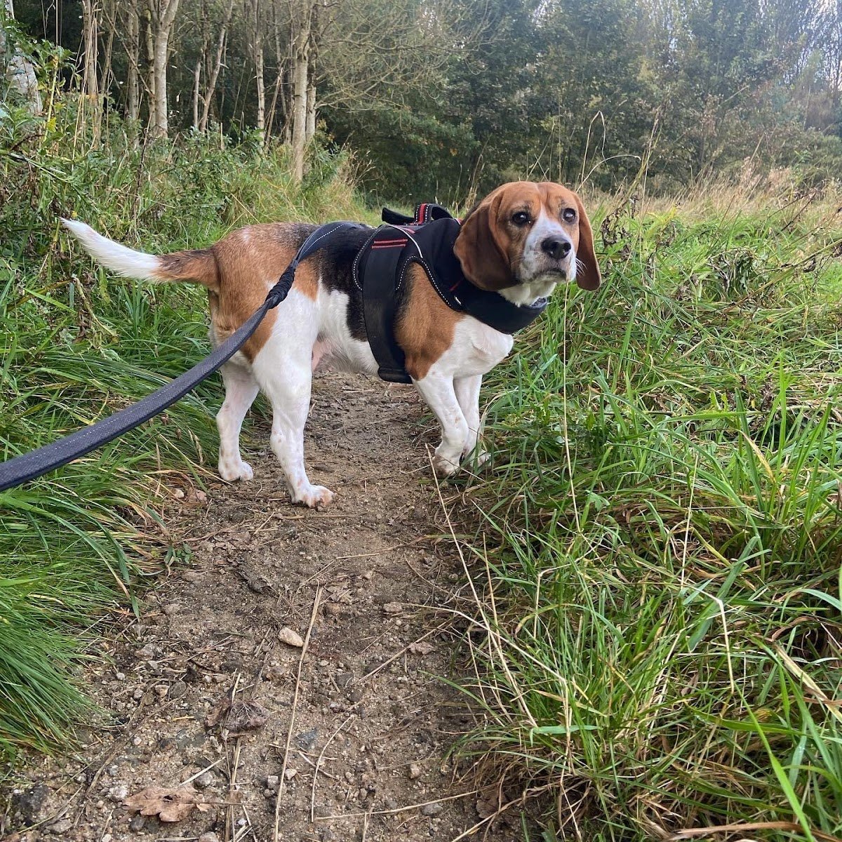 Walkies By Nicole - Photo 2