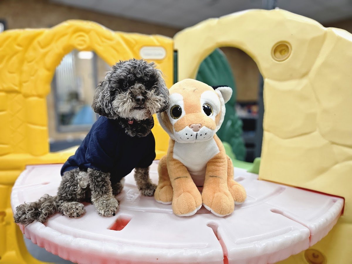 Ladys Little Paws Doggy Day Care - Photo 2