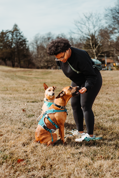DMV Dog Training and Boarding
