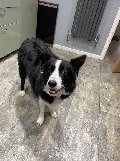 K9 to 5 Pet Services - Pet Shop in Manchester