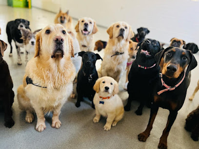The Dawg House Daycare & Boarding - Pet Shop in Bolton