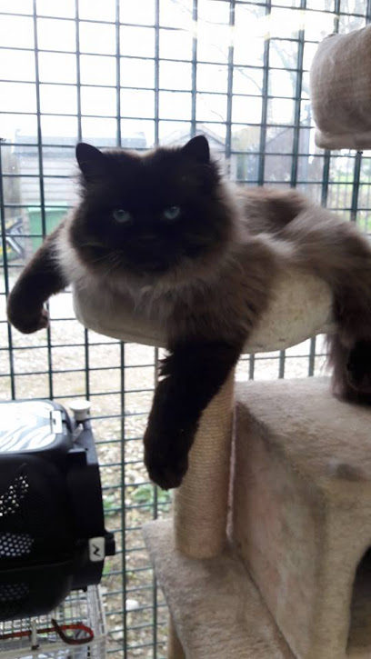 Moss Hall Farm Cattery - Pet Shop in Bolton