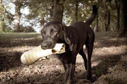 Wellie Dogs - Doggy Daycare & Dog Walking - Pet Shop in Warrington