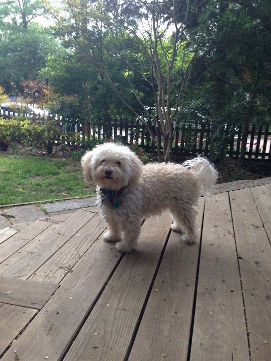 Your Pet’s Next Best Friend - Photo 2