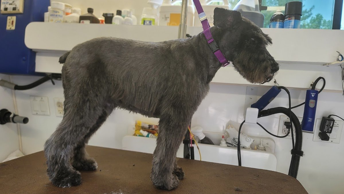 MVP Pet Grooming - Photo 2