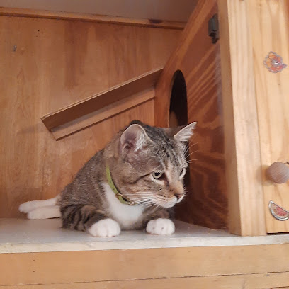 Capital Kitty Cat Resort