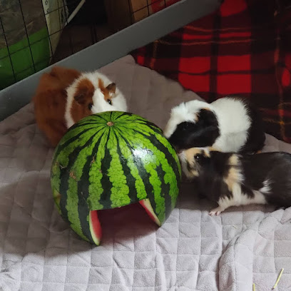 Daisy Hill Practice - Pet Shop in Bolton