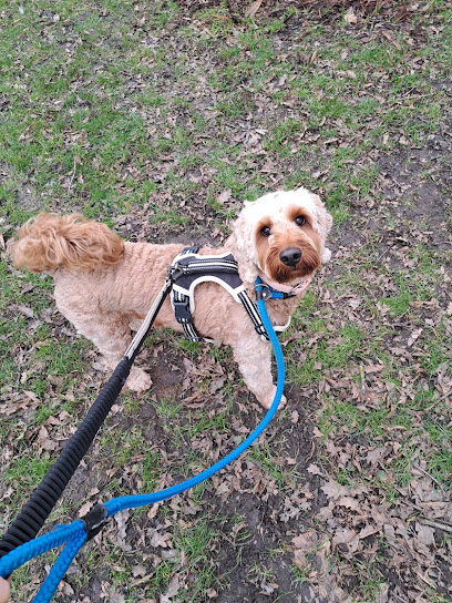 Hollybank Boarding Cattery & Kennels - Pet Shop in Warrington